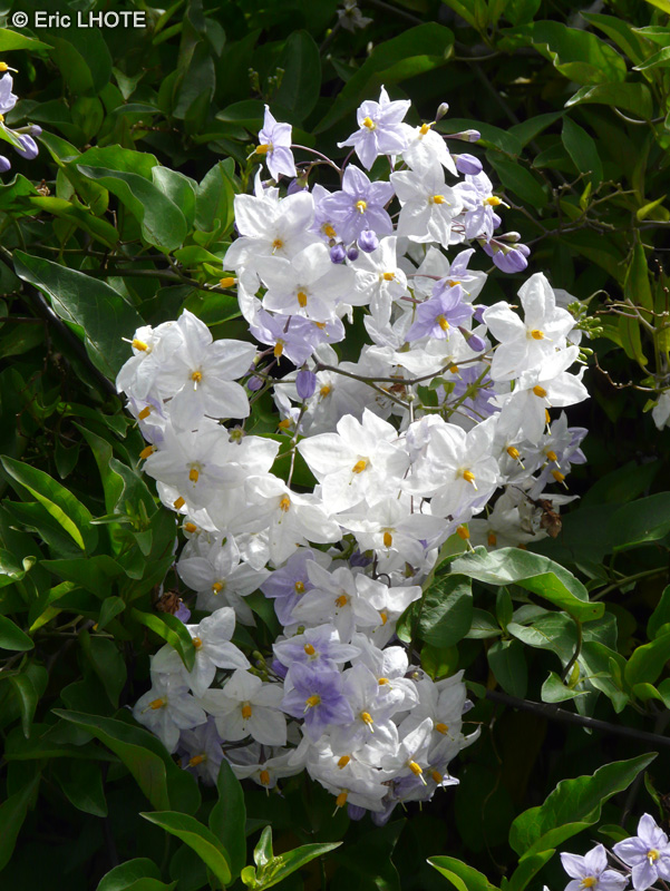  - Solanum jasminoides - 