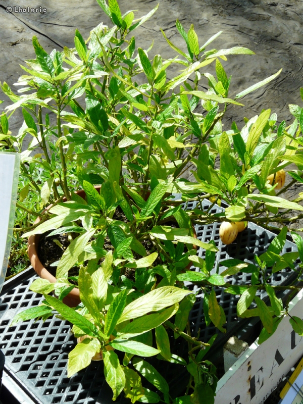  - Solanum muricatum - 