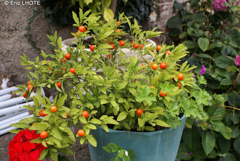 - Solanum pseudocapsicum - 