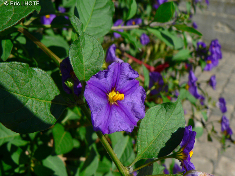  - Solanum rantonnetti - 