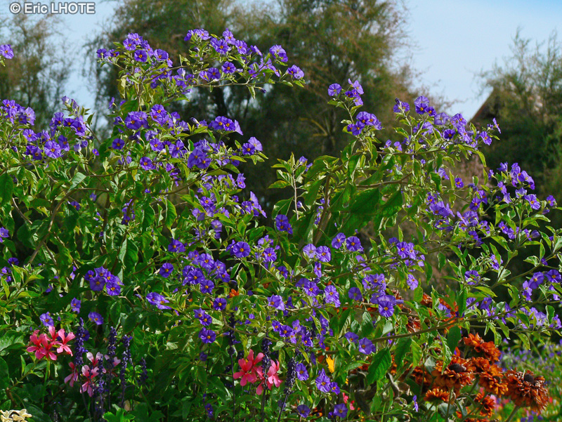  - Solanum rantonnetti - 