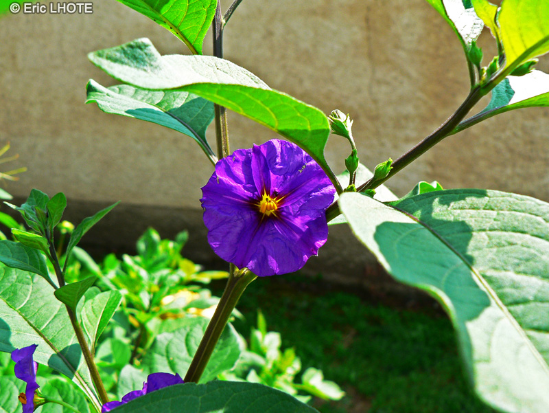 Solanaceae - Solanum rantonnetti - Morelle de Rantonnet, Arbre &agrave; Gentiane, Gentiane en arbre