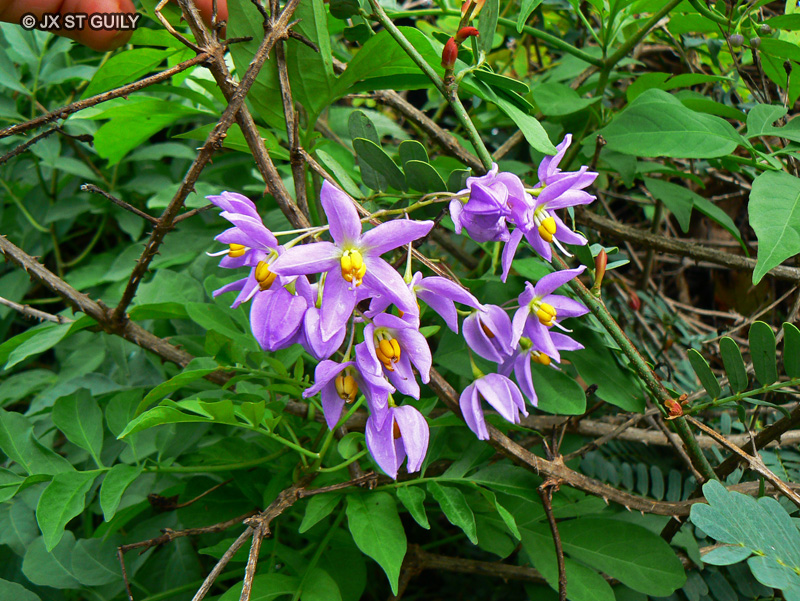 Solanaceae - Solanum seaforthianum - Liane pomme de terre, Liane pomme Edouard