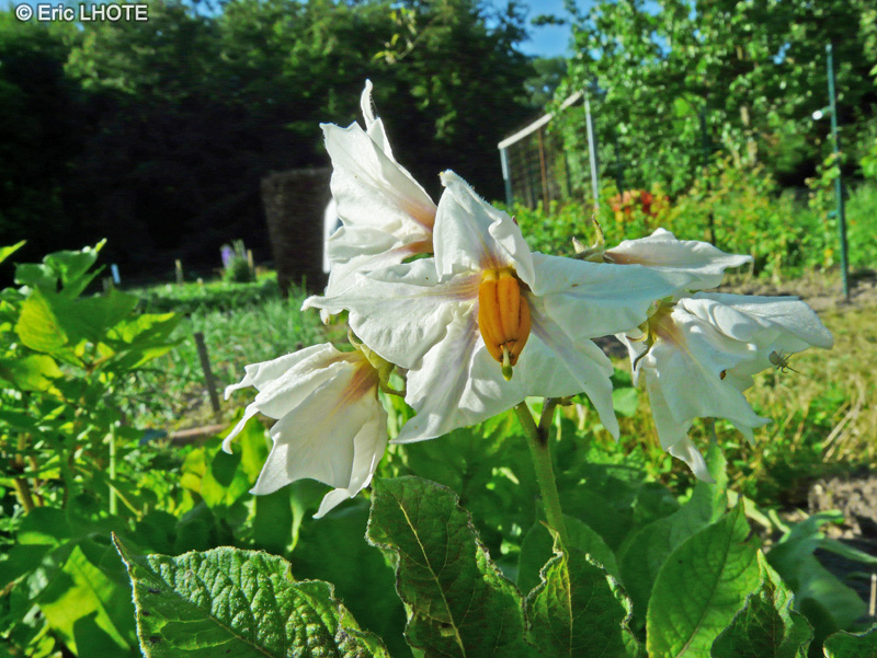  - Solanum tuberosum - 