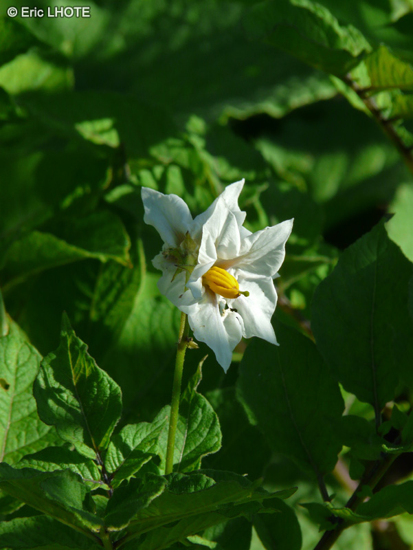  - Solanum tuberosum - 