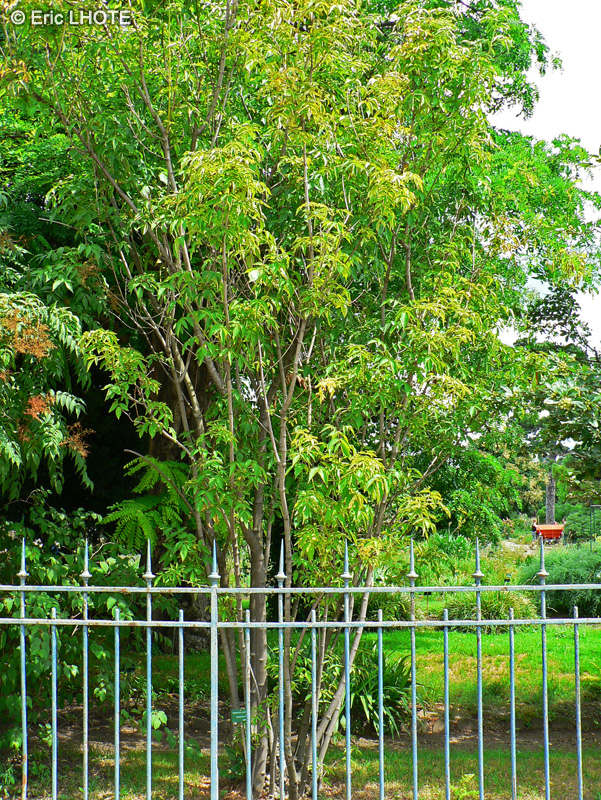 Staphyleaceae - Staphylea colchica - Staphylier de colchide
