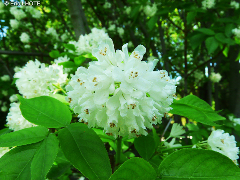 Staphyleaceae - Staphylea emodi - Staphylier