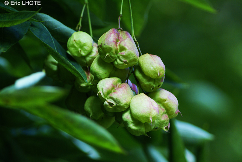  - Staphylea pinnata - 