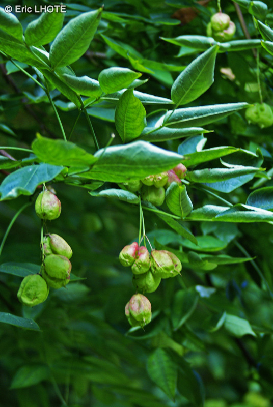  - Staphylea pinnata - 