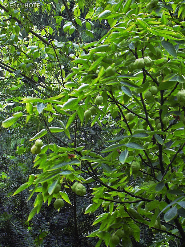 Staphyleaceae - Staphylea pinnata - Faux Pistachier, Staphylier, Staphylier penn&eacute;