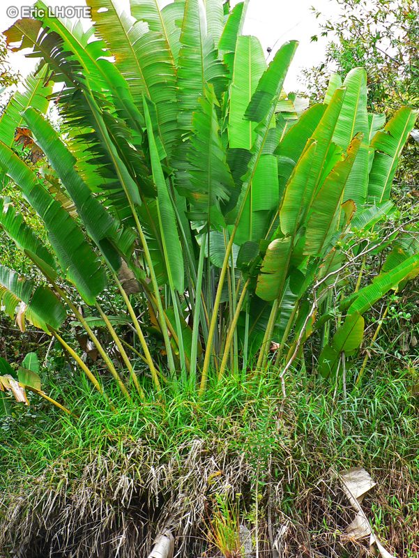  - Ravenala madagascariensis - 