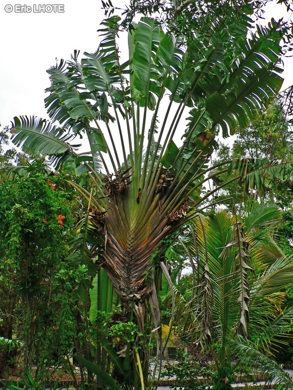  - Ravenala madagascariensis - 