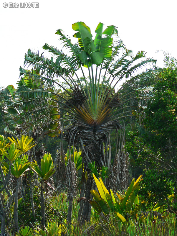  - Ravenala madagascariensis - 