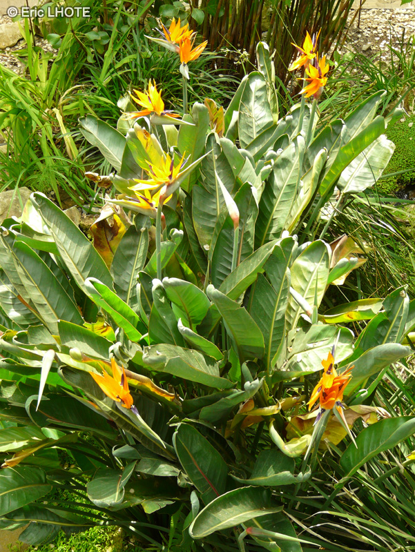  - Strelitzia reginae - 