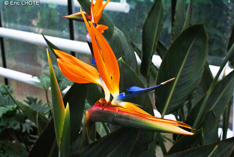 Strelitziaceae - Strelitzia reginae - Oiseau de paradis, Strelizie de la reine