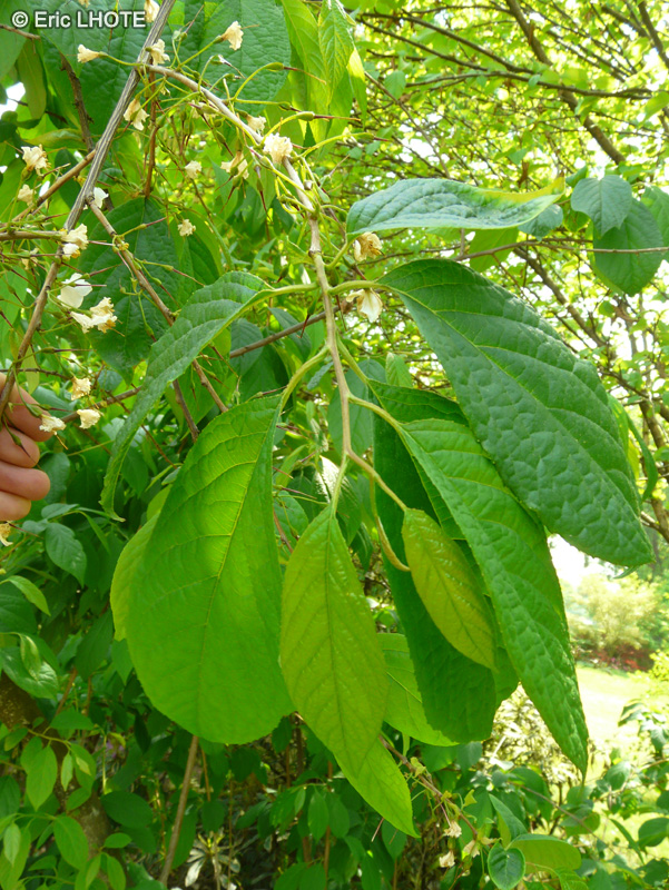  - Halesia carolina - 