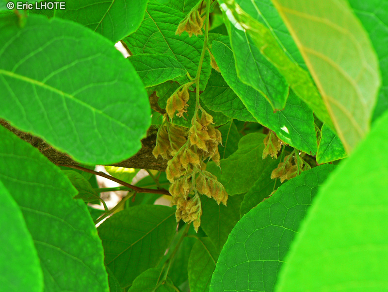  - Pterostyrax hispida - 