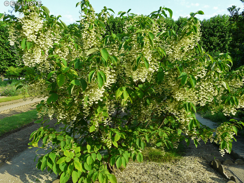  - Pterostyrax hispida - 