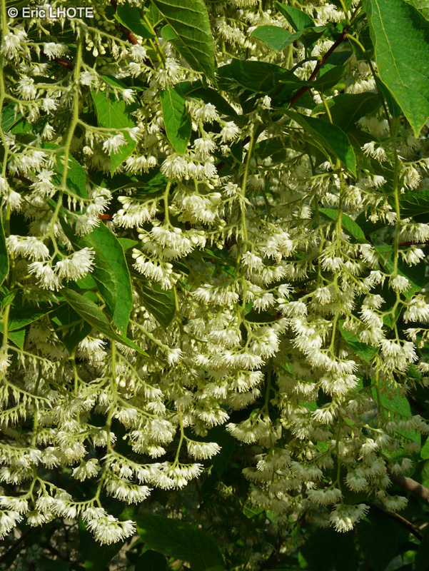  - Pterostyrax hispida - 