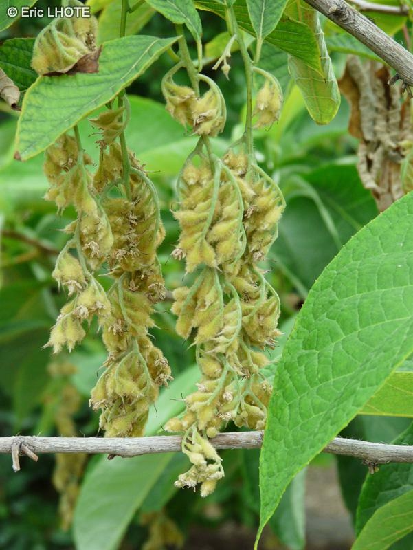  - Pterostyrax hispida - 