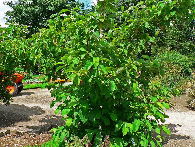 Styracaceae - Pterostyrax hispida - Arbre aux &eacute;paulettes
