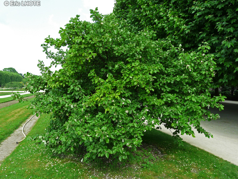  - Styrax officinalis - 