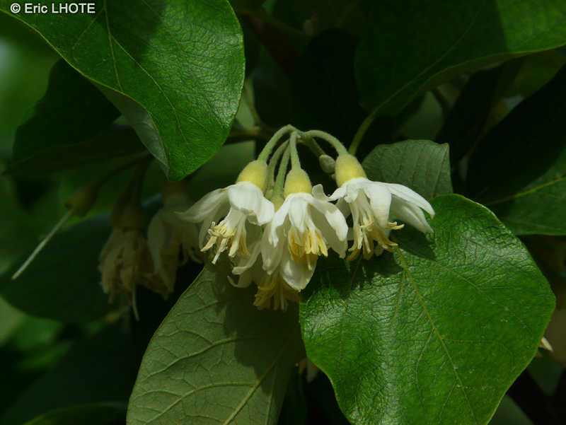  - Styrax officinalis - 