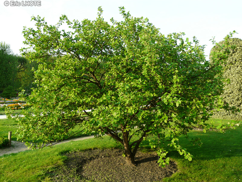 Styracaceae - Styrax officinalis - Aliboufier officinal