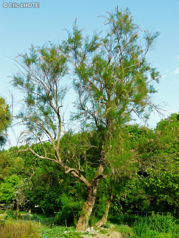  - Tamarix ramosissima - 