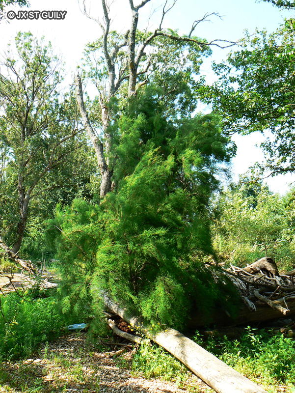  - Tamarix ramosissima - 