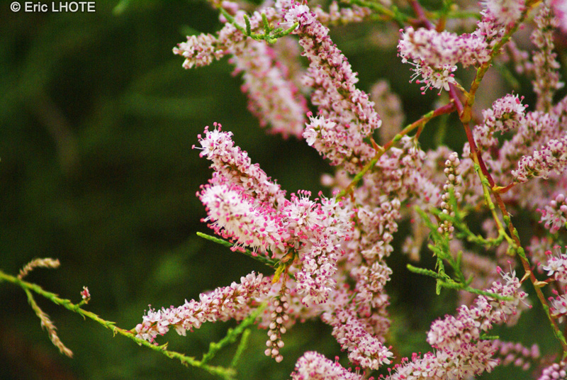 Tamaricaceae - Tamarix ramosissima - Tamaris d&rsquo;&eacute;t&eacute;