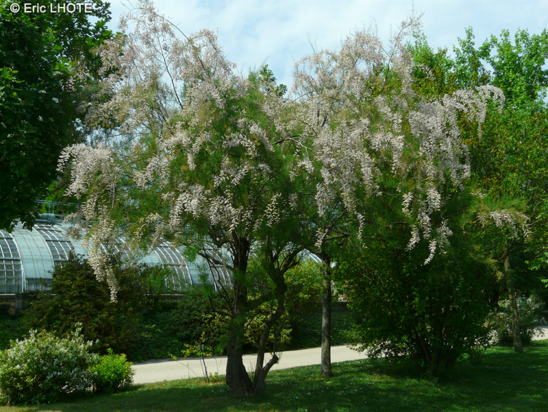 Tamaricaceae - Tamarix tetrandra - Tamaris de printemps