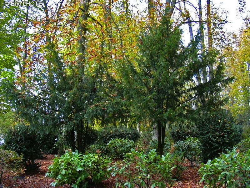  - Taxus baccata - 