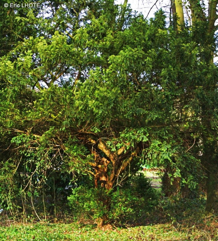  - Taxus baccata - 
