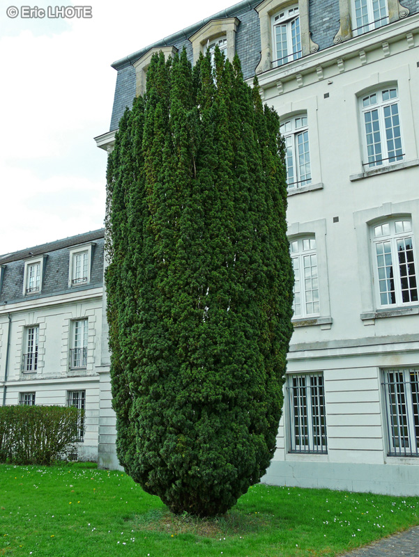  - Taxus baccata Fastigiata - 