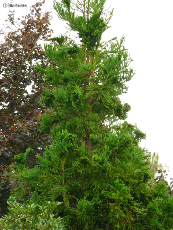 Taxodiaceae - Cryptomeria japonica - Cèdre du Japon