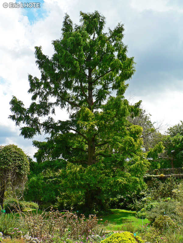  - Metasequoia glyptostroboides - 