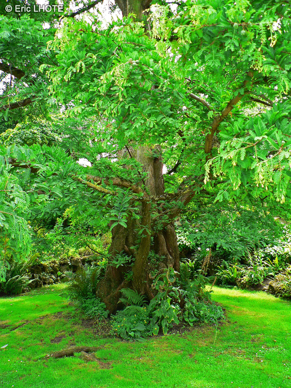 Taxodiaceae - Metasequoia glyptostroboides - M&eacute;tas&eacute;quoia