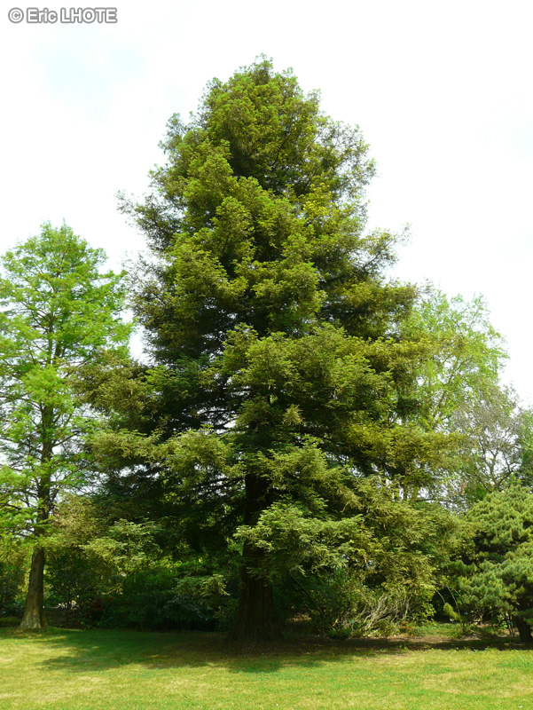  - Sequoia sempervirens - 