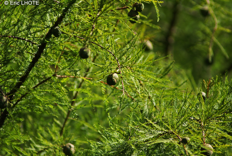  - Taxodium distichum - 
