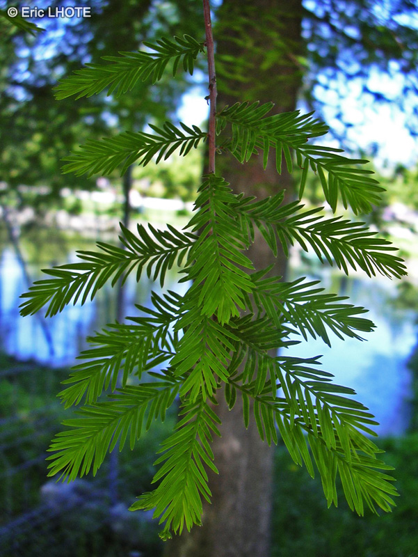  - Taxodium distichum - 