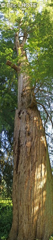  - Taxodium distichum - 
