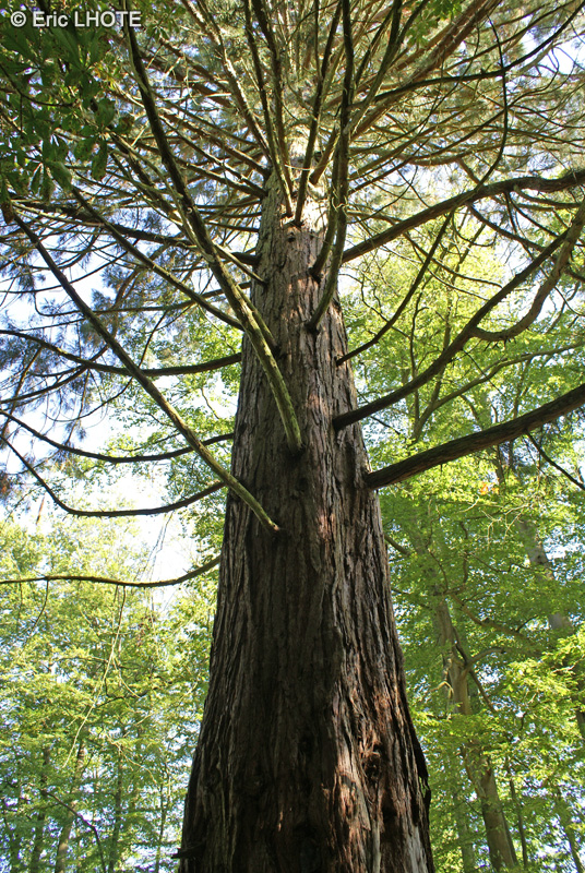  - Taxodium distichum - 