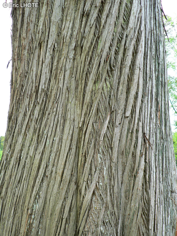  - Taxodium distichum - 