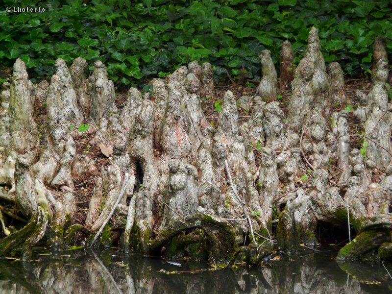  - Taxodium distichum - 