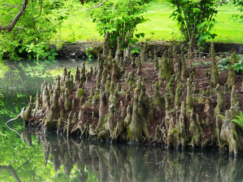  - Taxodium distichum - 