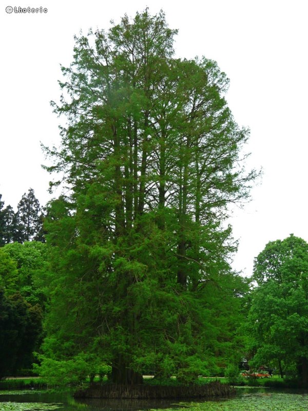  - Taxodium distichum - 