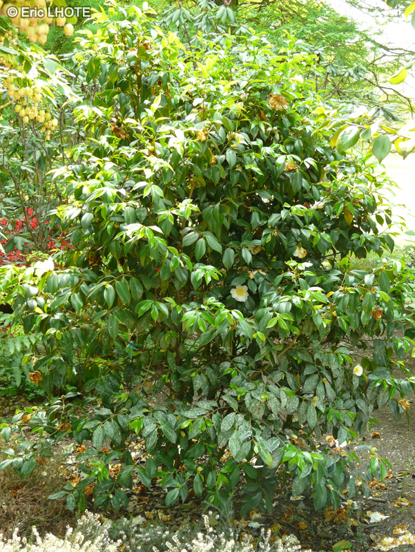  - Camellia japonica Silver Waves - 