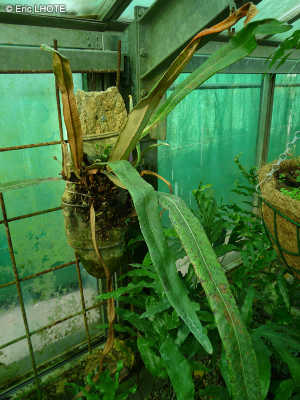  - Cyclosorus weberi Winkleri - 