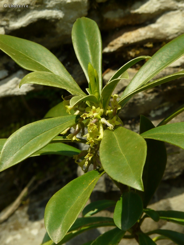  - Daphne laureola - 